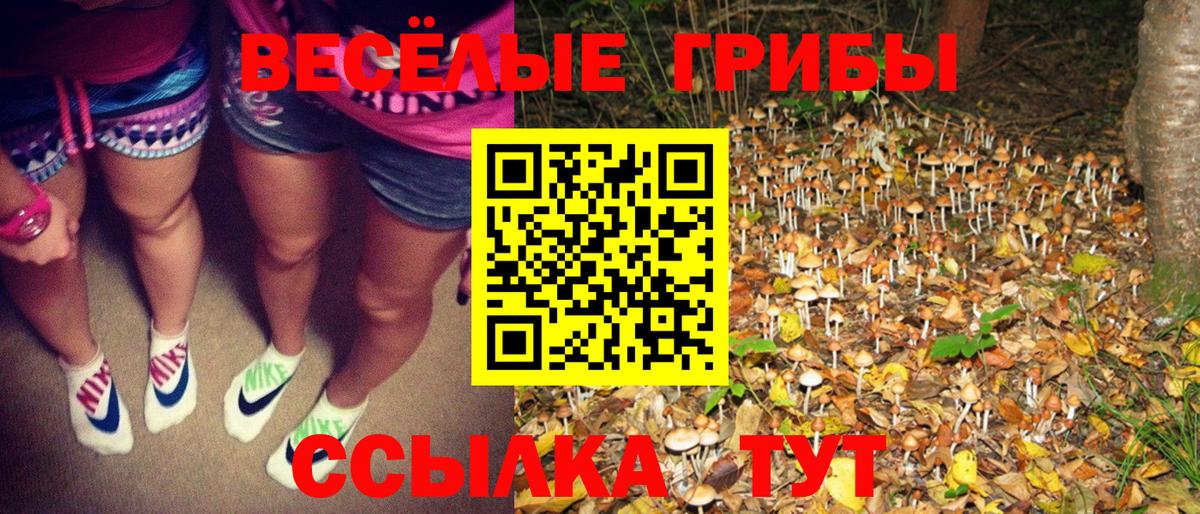 Псилоцибиновые грибы Cubensis Иваново